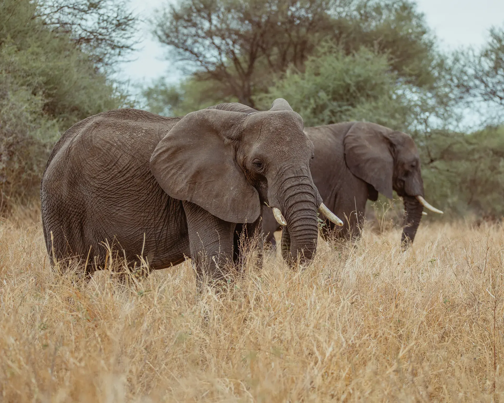 Elephants in a Tanzania safari landscape